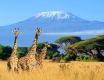 Zájezd do Keni na safri